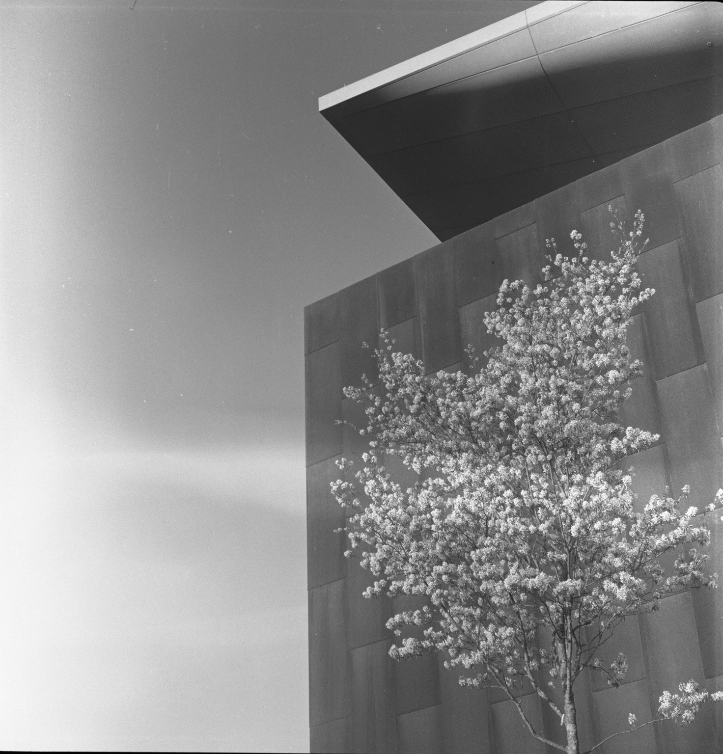 A flowering tree framed by a geometric building and overhanging roof